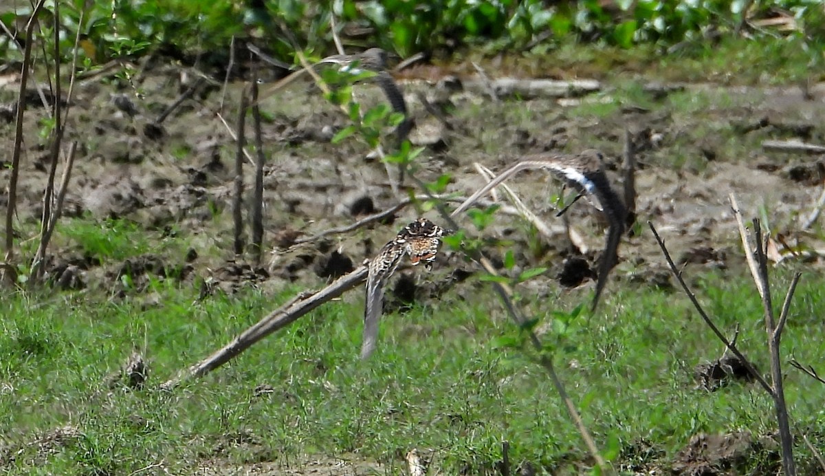 Pantanal Snipe - ML641683994