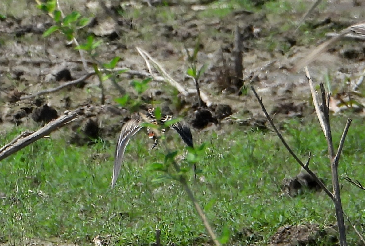 Pantanal Snipe - ML641683995