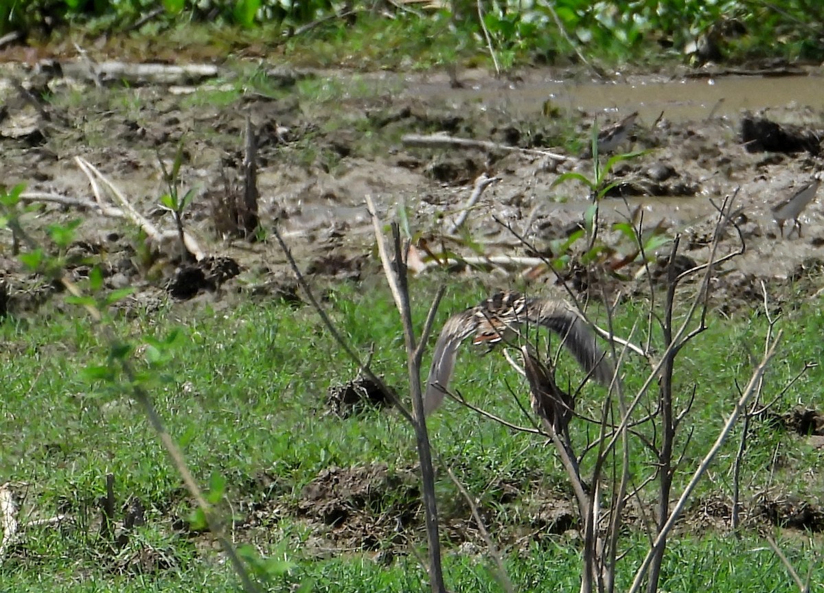 Pantanal Snipe - ML641683996