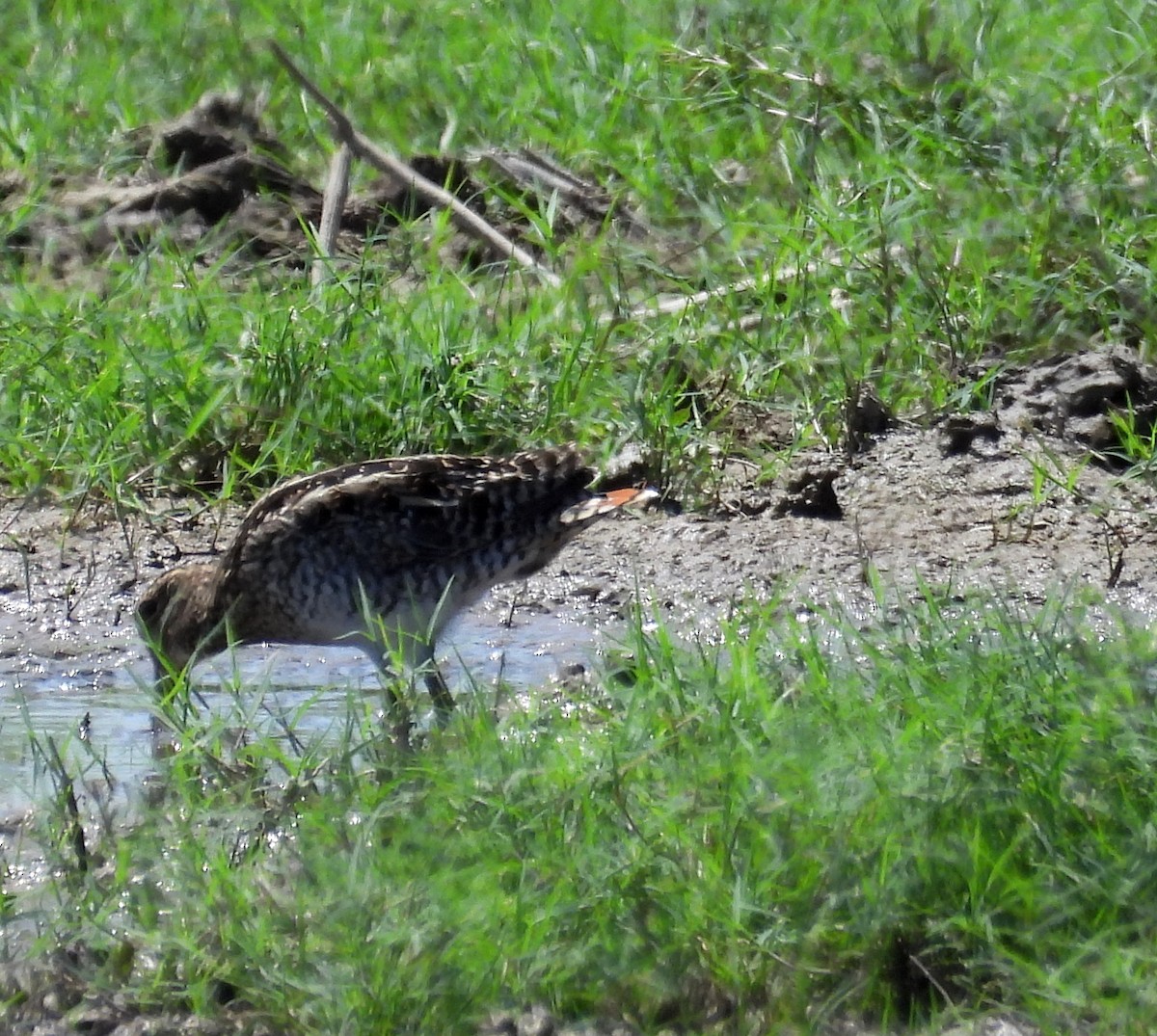 Pantanal Snipe - ML641683997