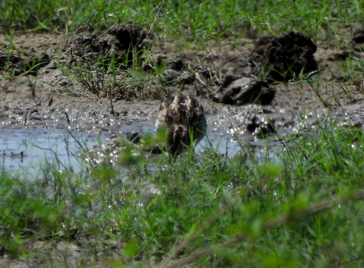 Pantanal Snipe - ML641683998