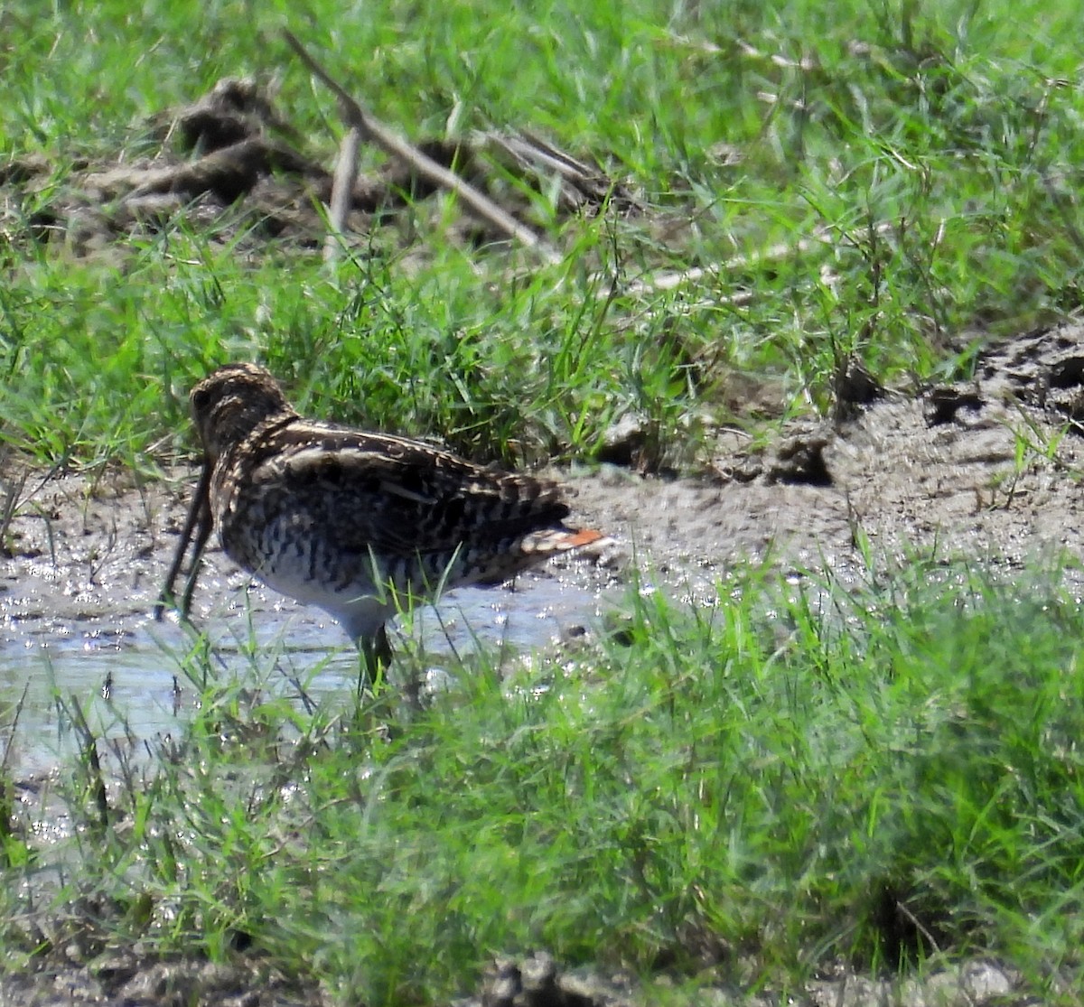 Pantanal Snipe - ML641683999