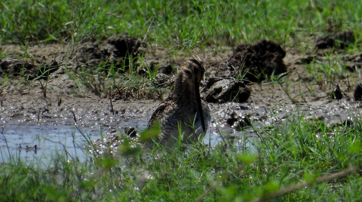 Pantanal Snipe - ML641684000