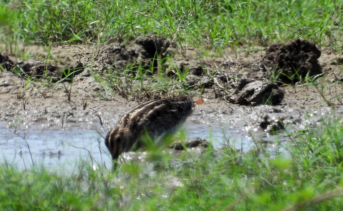Pantanal Snipe - ML641684001