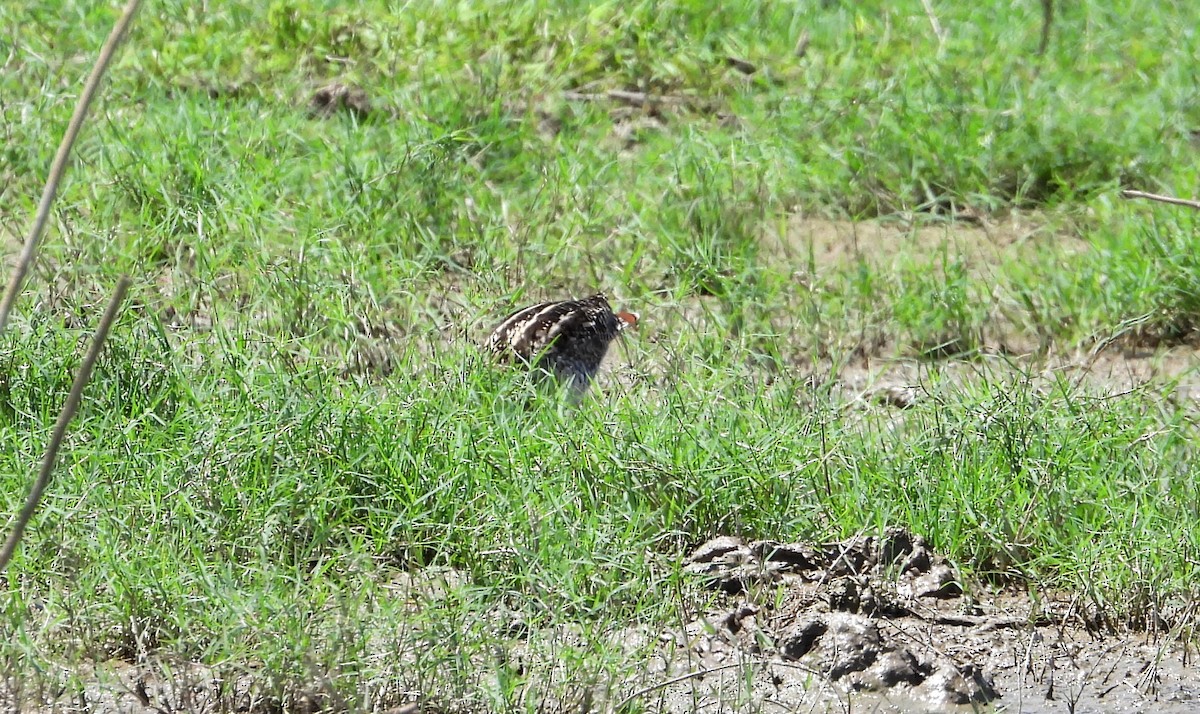 Pantanal Snipe - ML641684002