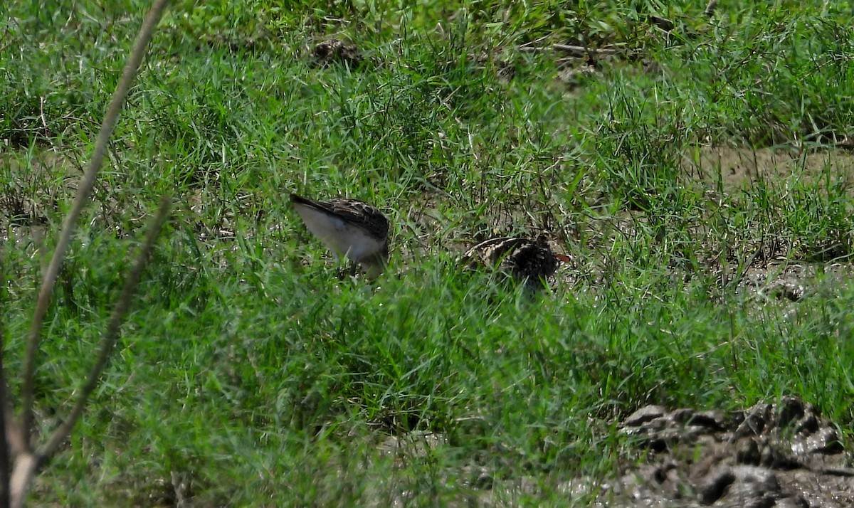 Pantanal Snipe - ML641684003