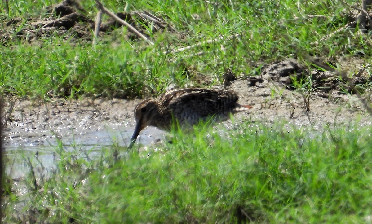 Pantanal Snipe - ML641684005