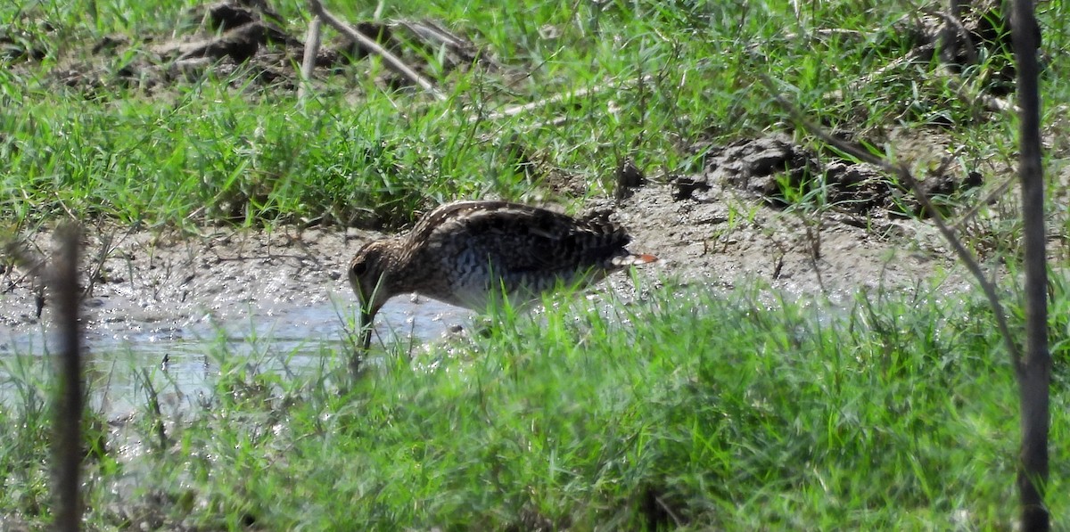 Pantanal Snipe - ML641684006