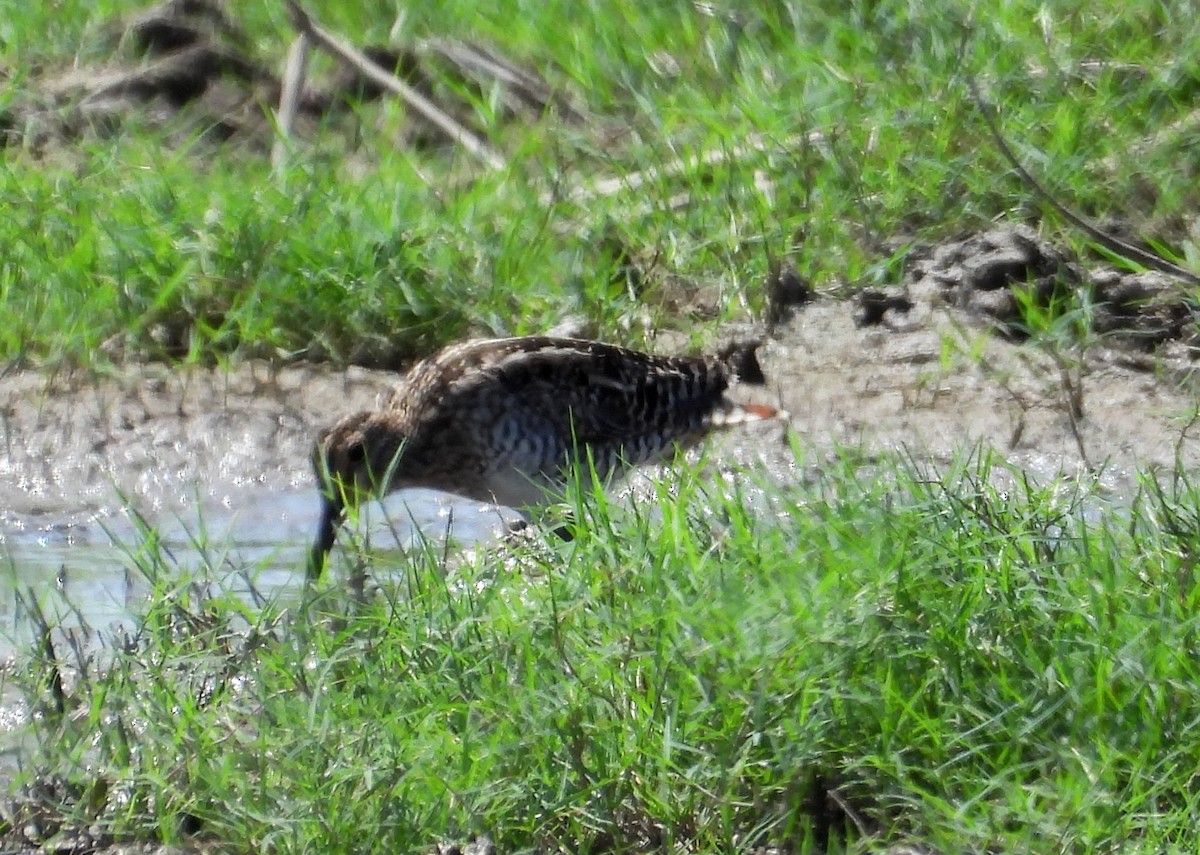 Pantanal Snipe - ML641684007