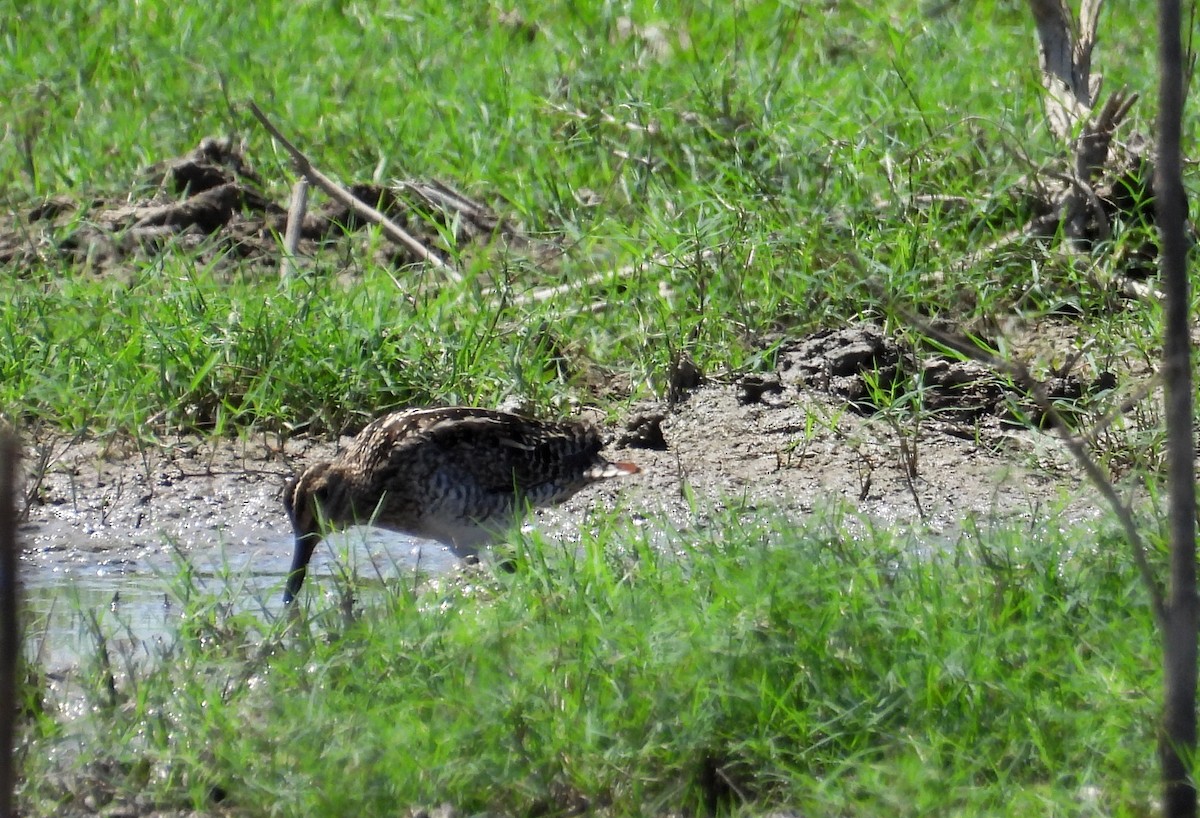 Pantanal Snipe - ML641684008