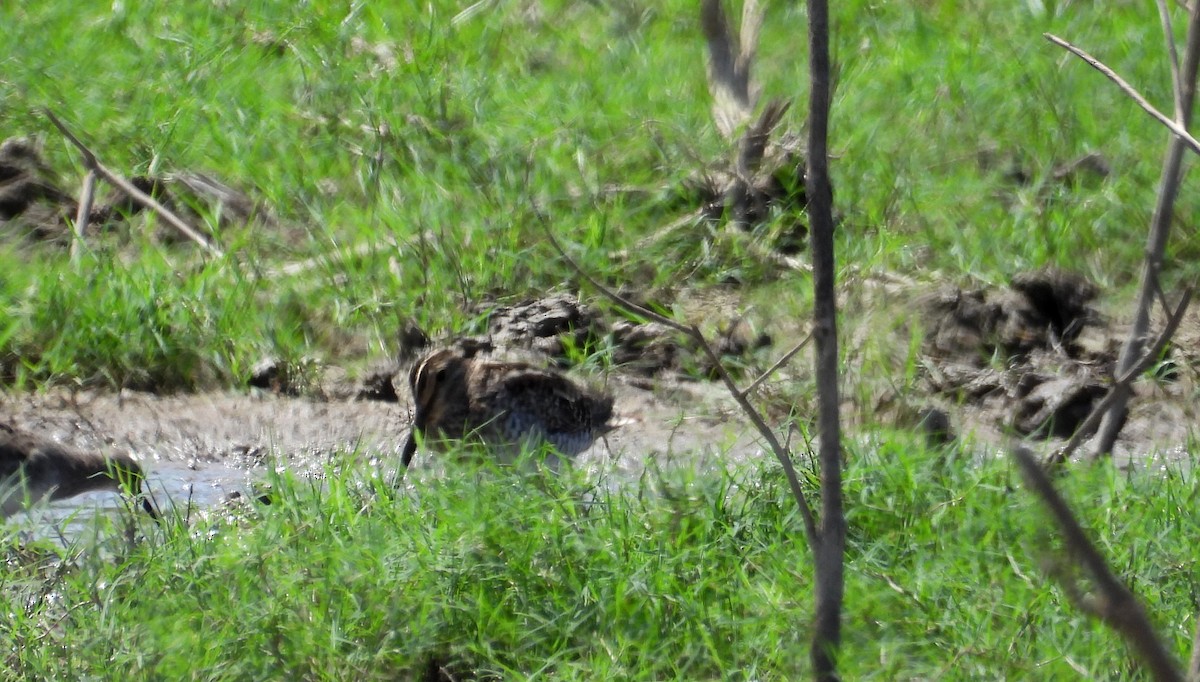 Pantanal Snipe - ML641684009