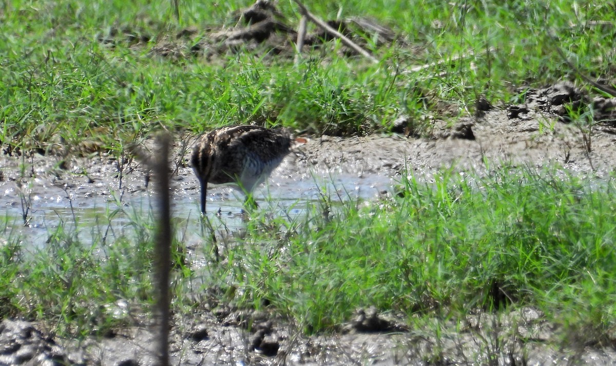 Pantanal Snipe - ML641684010