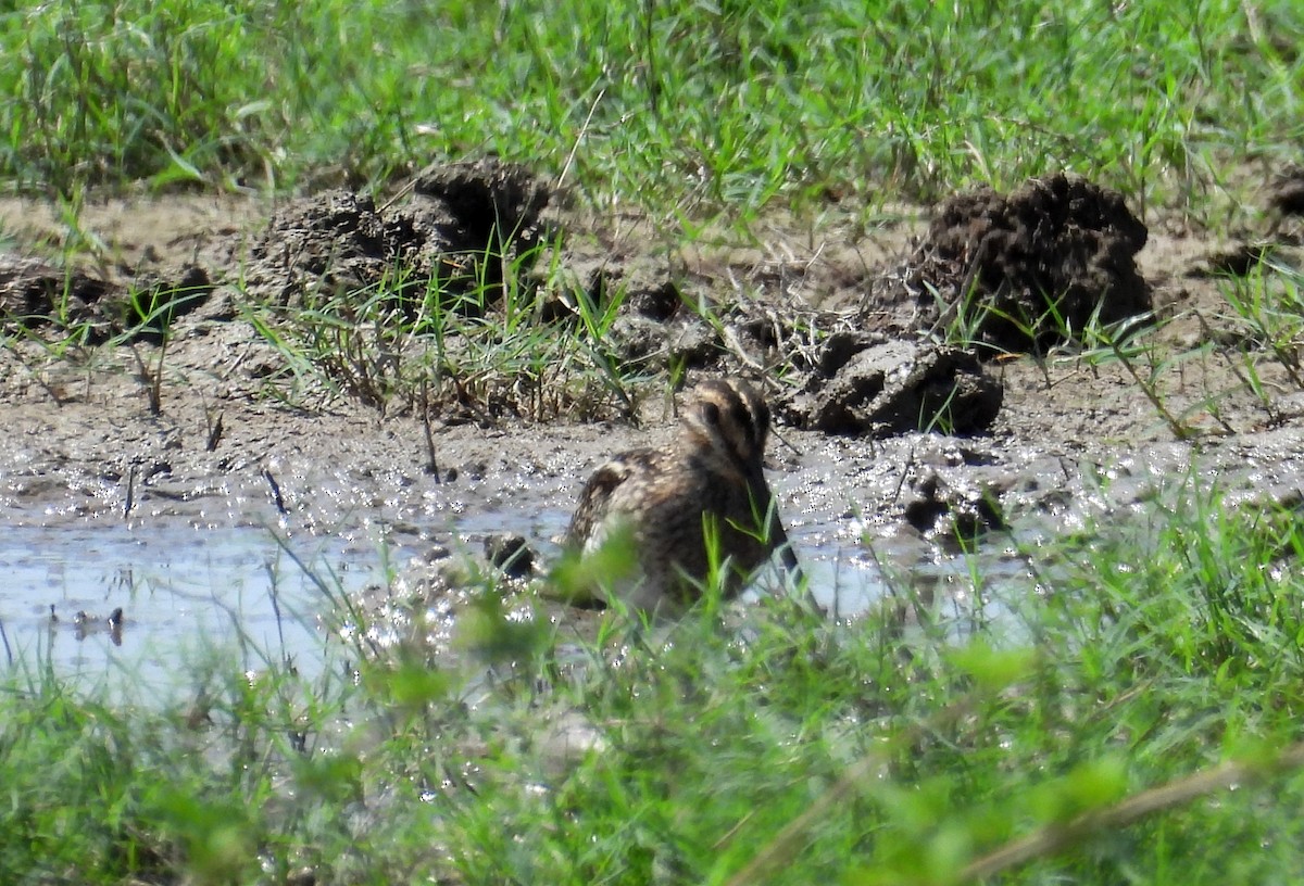 Pantanal Snipe - ML641684011