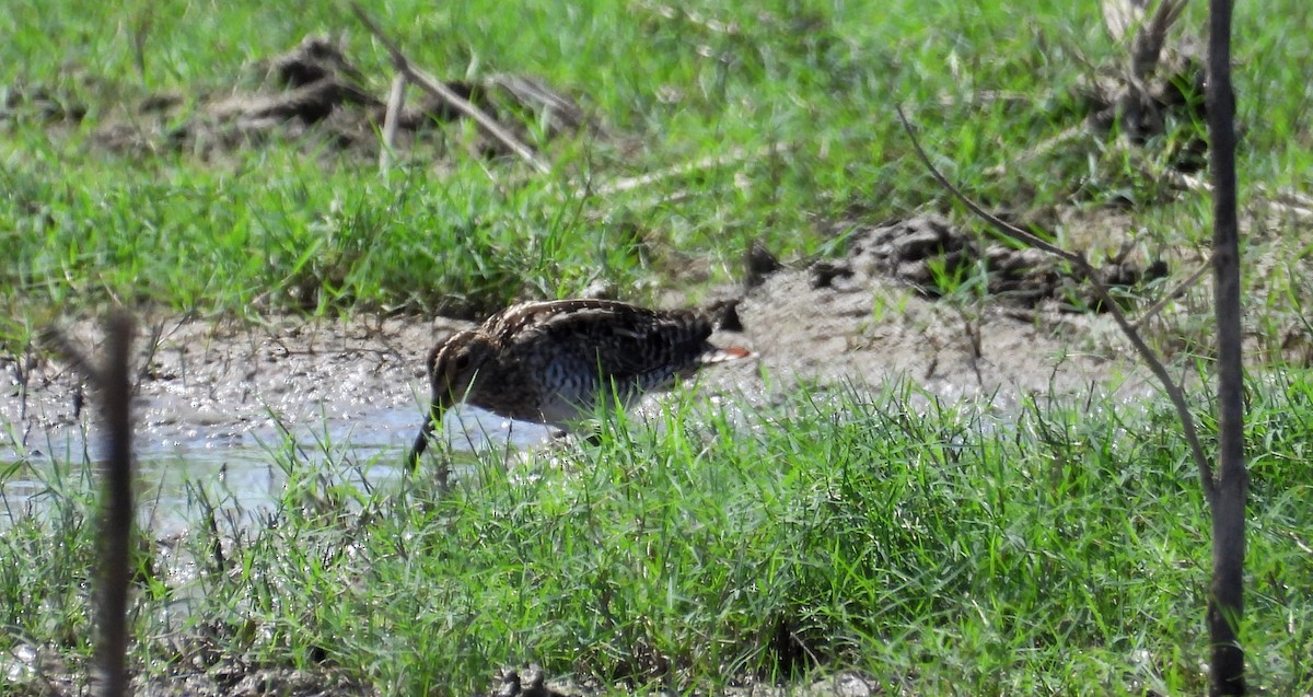 Pantanal Snipe - ML641684012