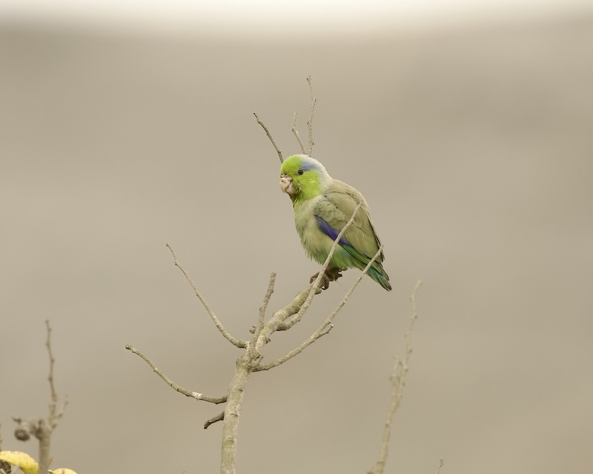 Pacific Parrotlet - ML641684027