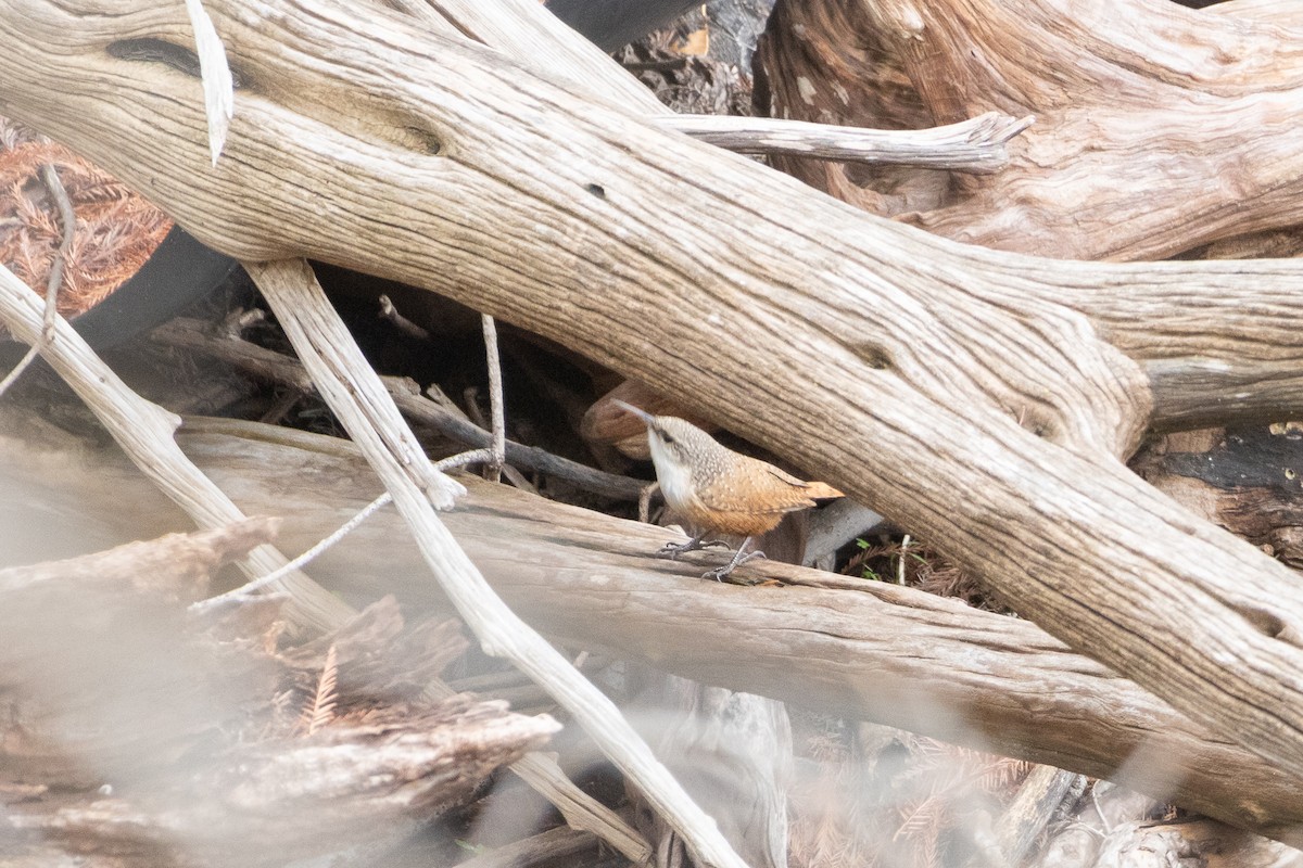 Canyon Wren - ML641684043