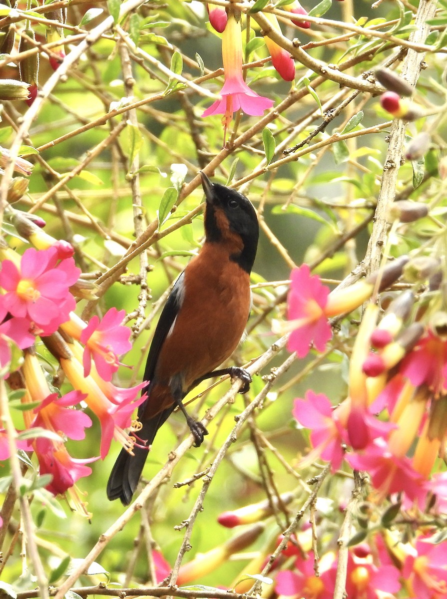 Black-throated Flowerpiercer - ML641684058