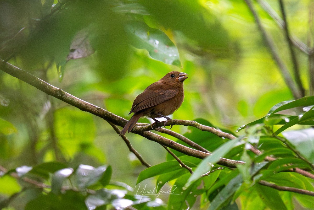 Blue Bunting - ML641684059