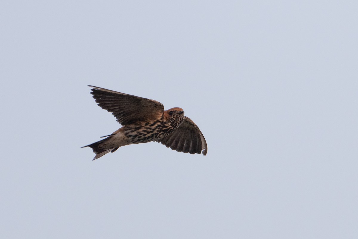 Lesser Striped Swallow - ML641684063