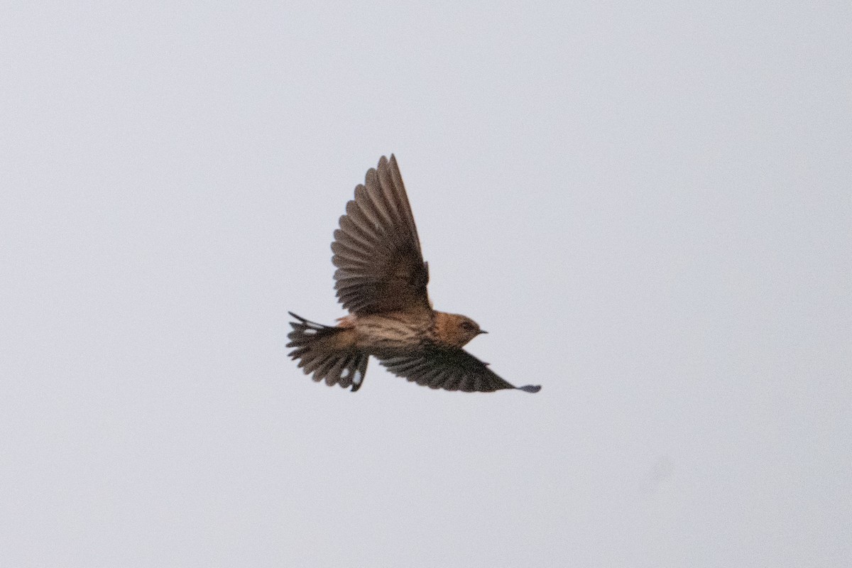 Lesser Striped Swallow - ML641684064