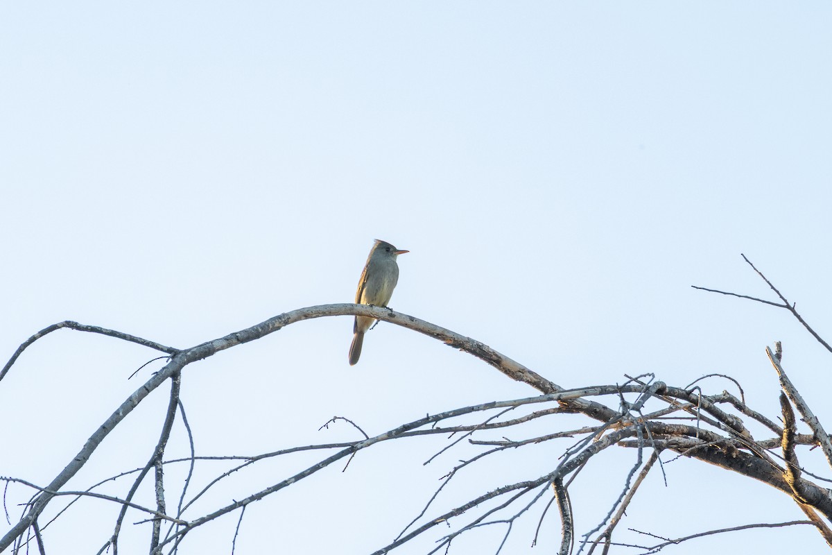 Greater Pewee - ML641684065