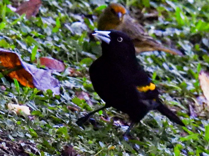 Golden-winged Cacique - ML641684070