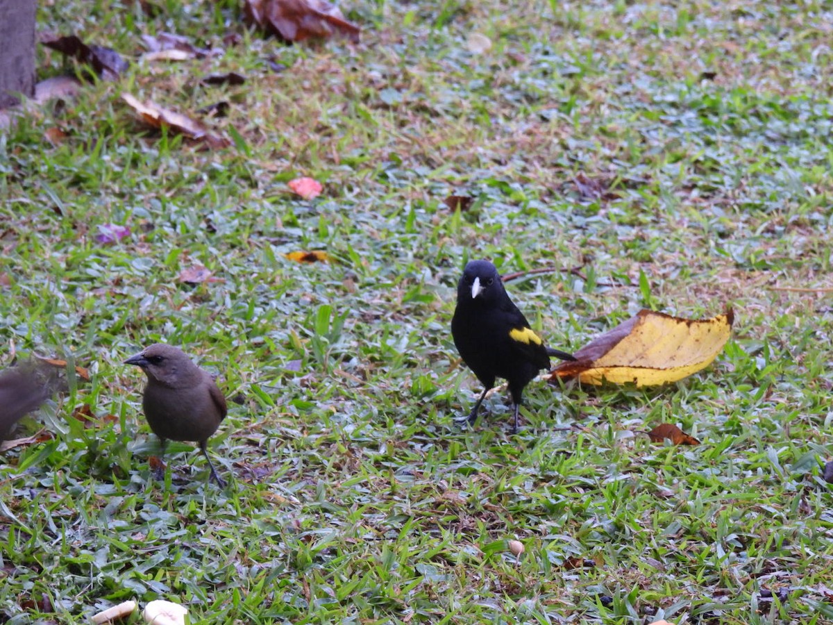 Golden-winged Cacique - ML641684072