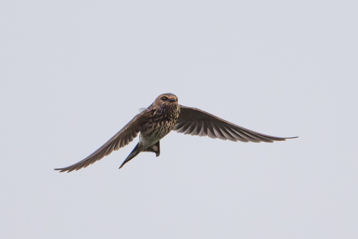 Lesser Striped Swallow - ML641684074