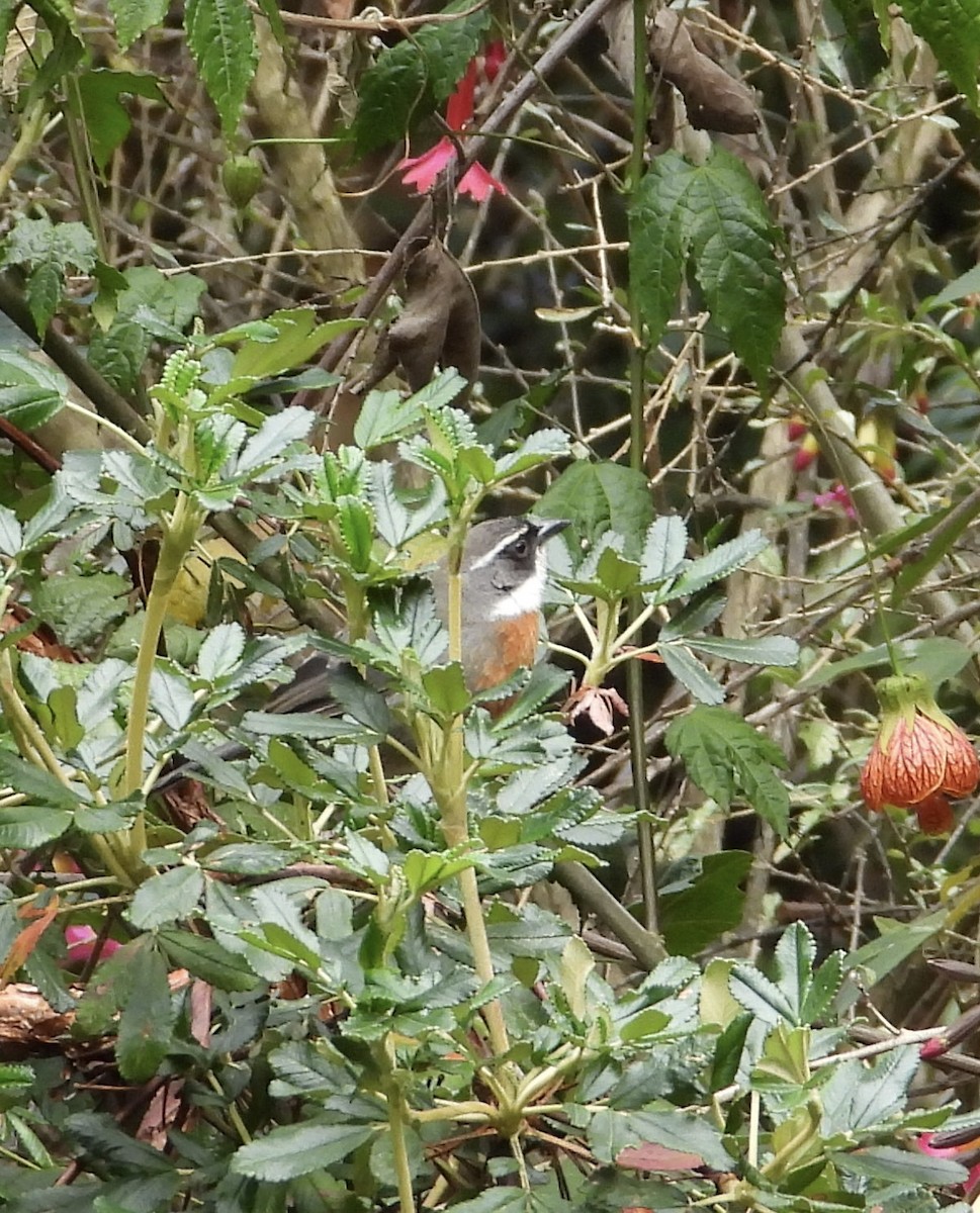 Chestnut-breasted Mountain Finch - ML641684086