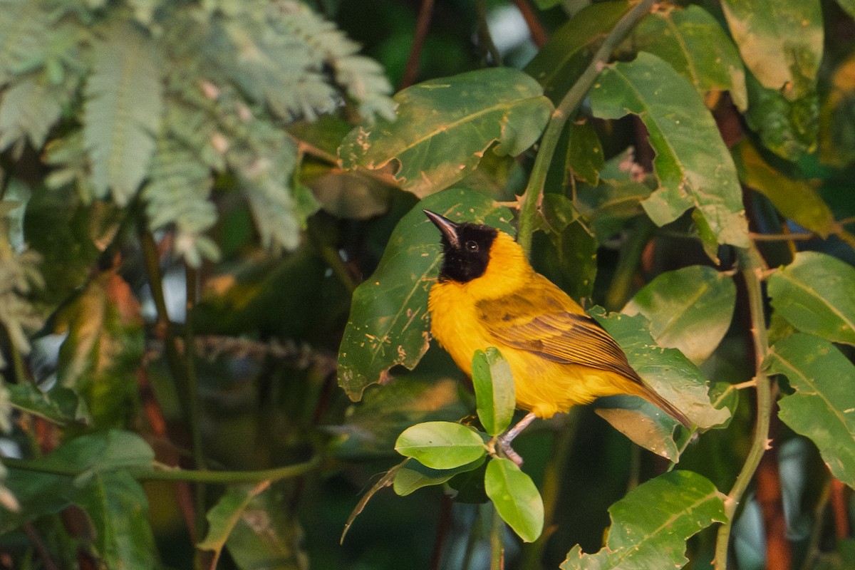 Slender-billed Weaver - ML641684090