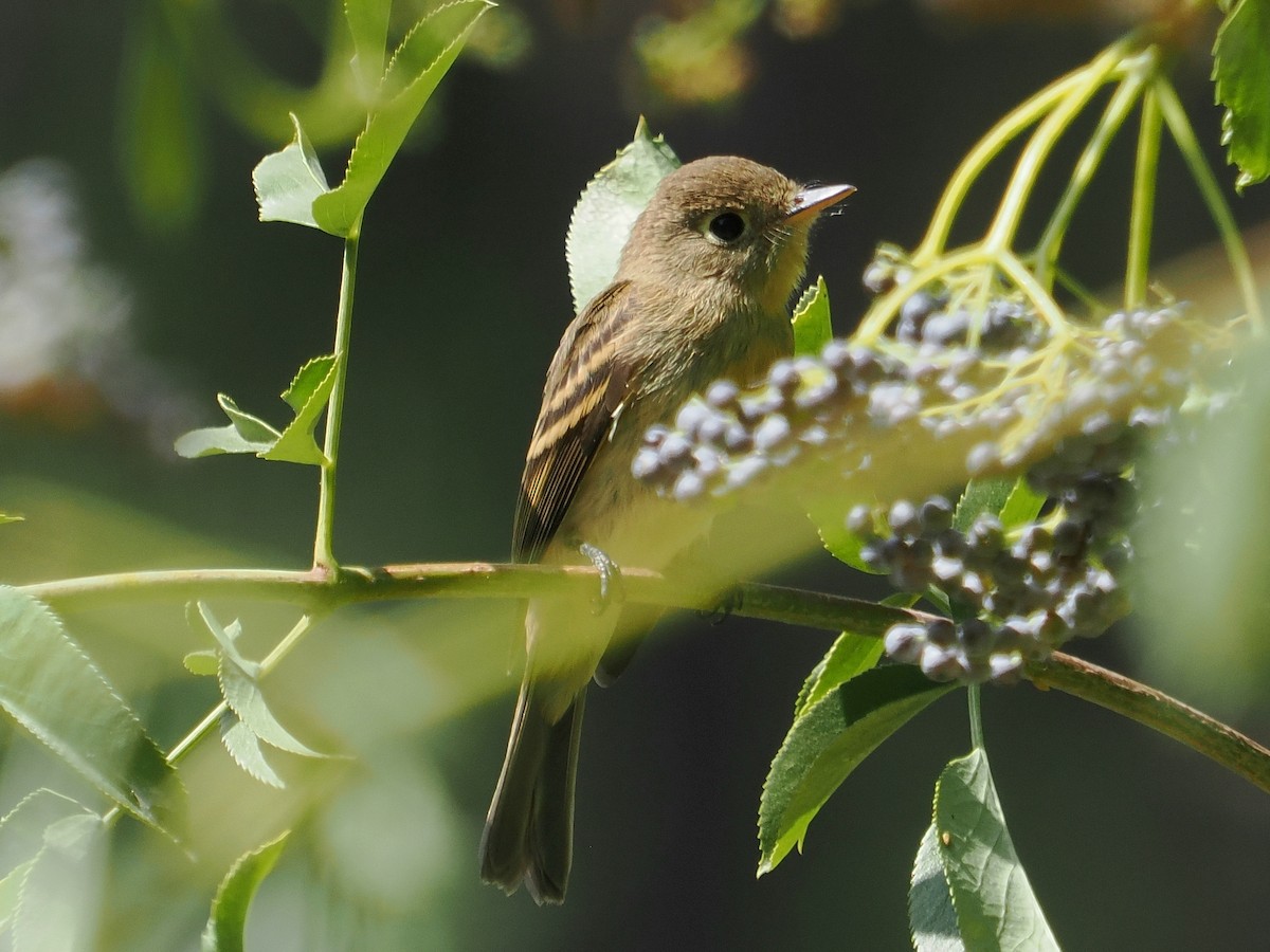 Western Flycatcher (Pacific-slope) - ML641684096