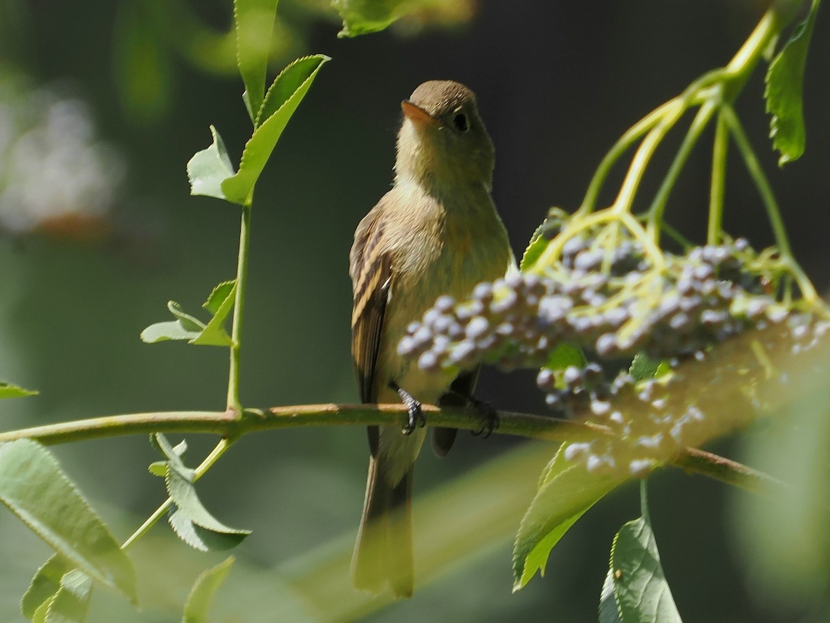 Western Flycatcher (Pacific-slope) - ML641684098