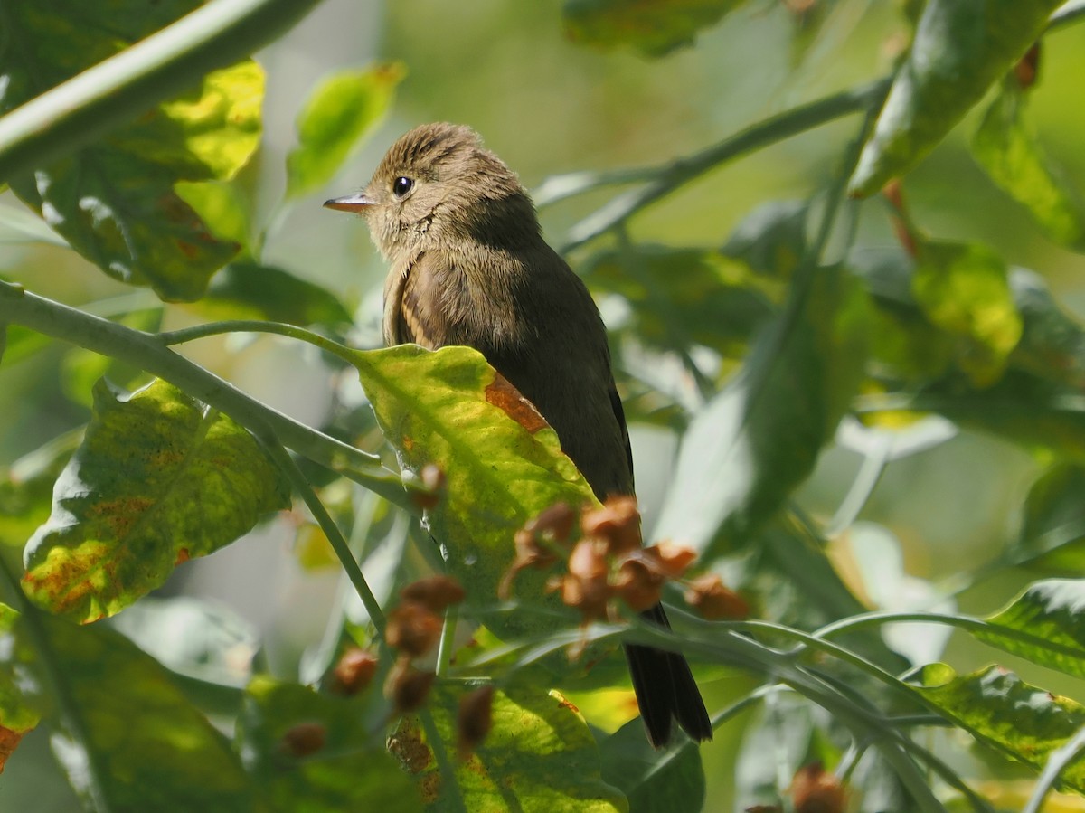 Western Flycatcher (Pacific-slope) - ML641684099