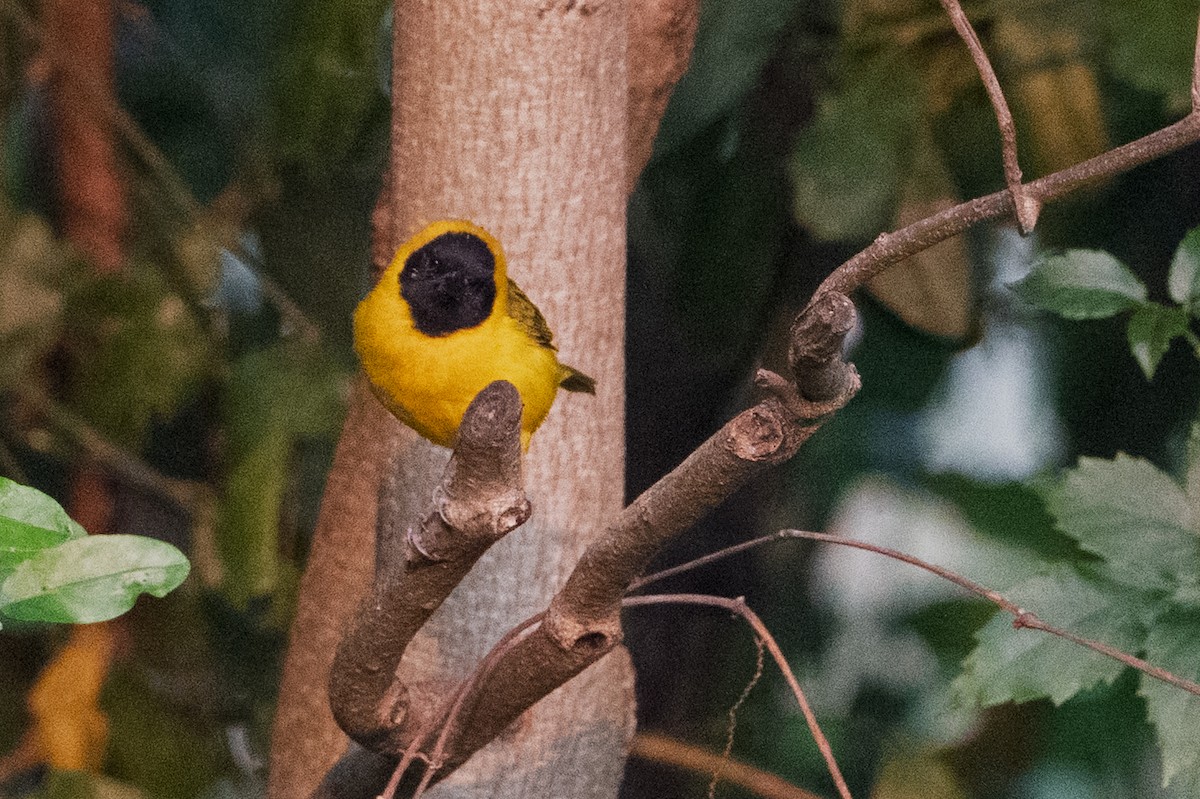 Slender-billed Weaver - ML641684101