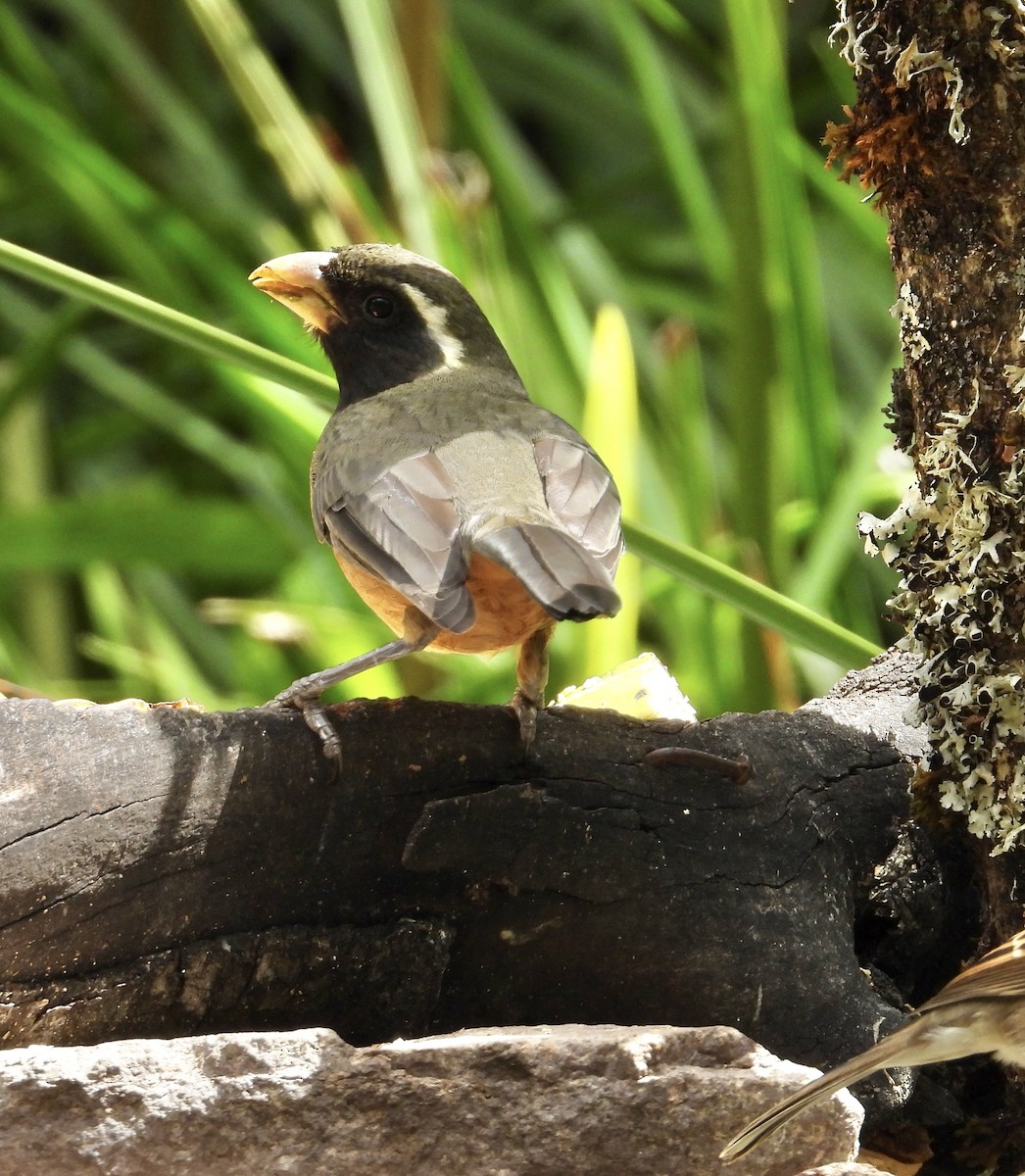 Golden-billed Saltator - ML641684142