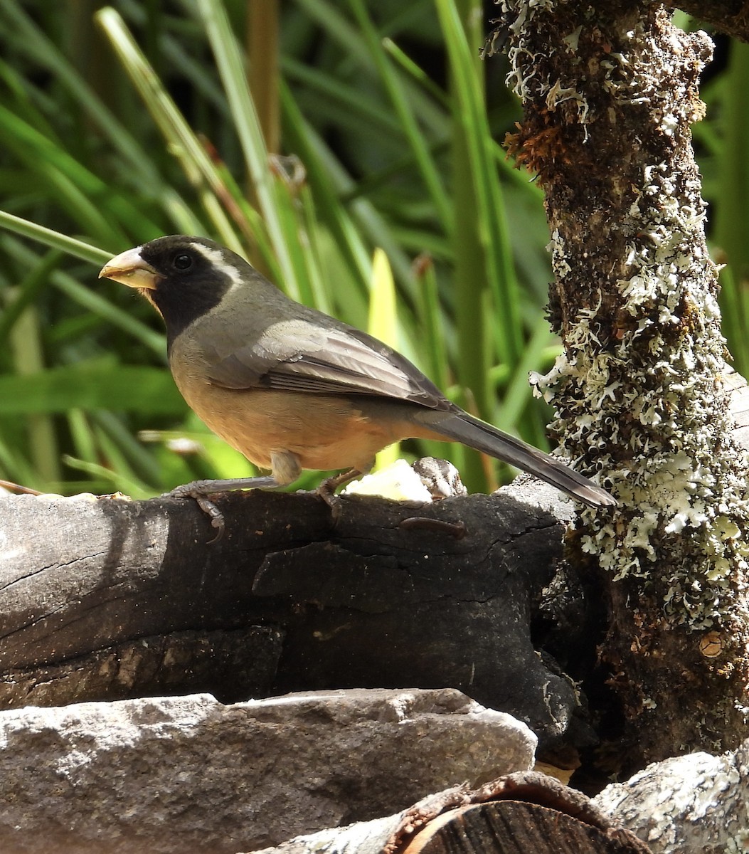 Golden-billed Saltator - ML641684143
