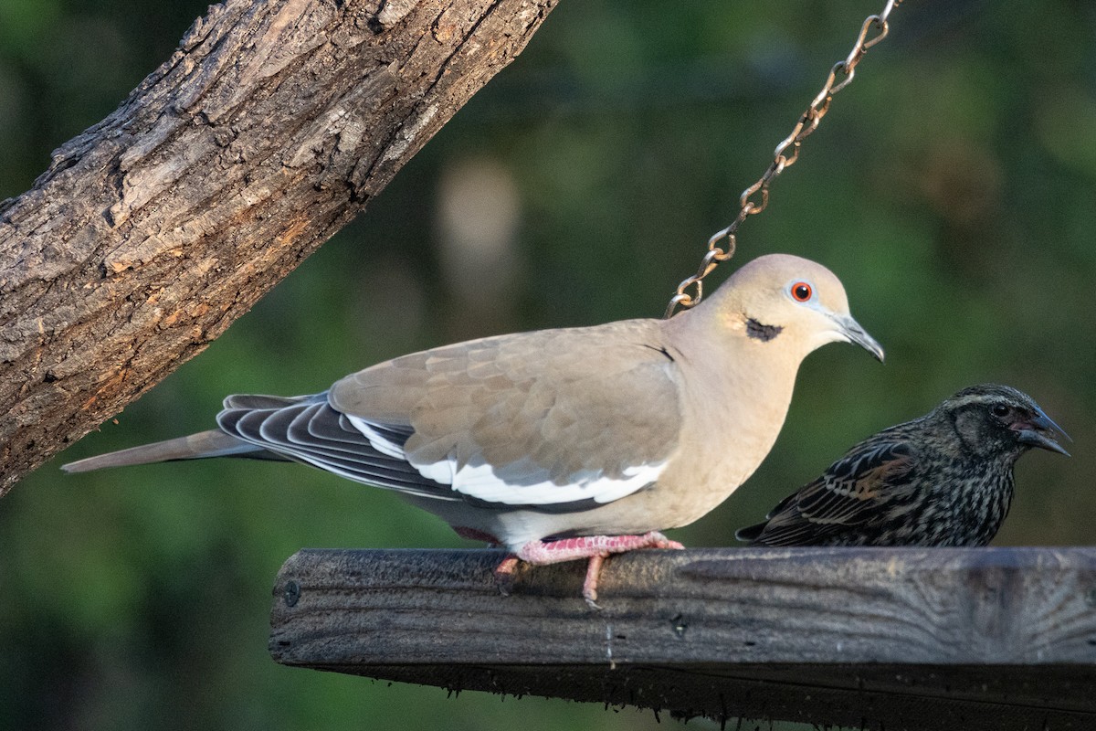 White-winged Dove - ML641684144