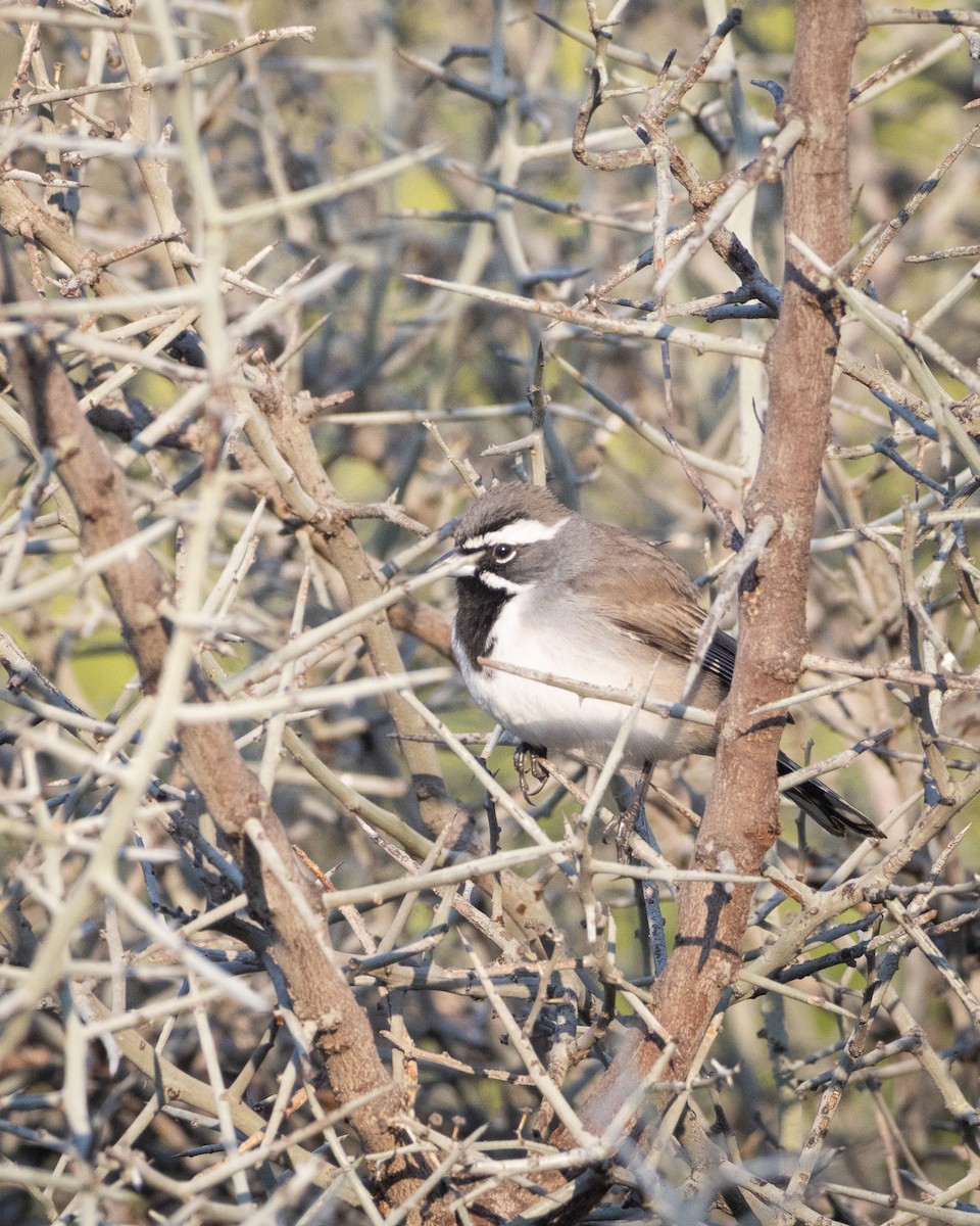Black-throated Sparrow - ML641684167