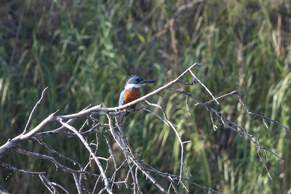 Ringed Kingfisher - ML641684190