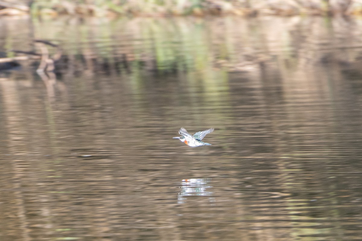 Green Kingfisher - ML641684201