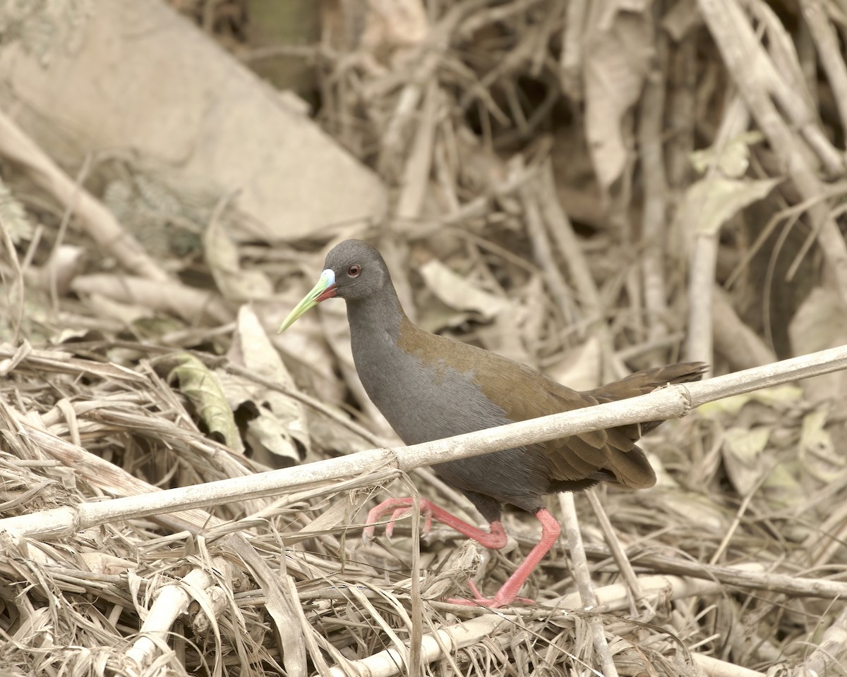 Plumbeous Rail - ML641684213