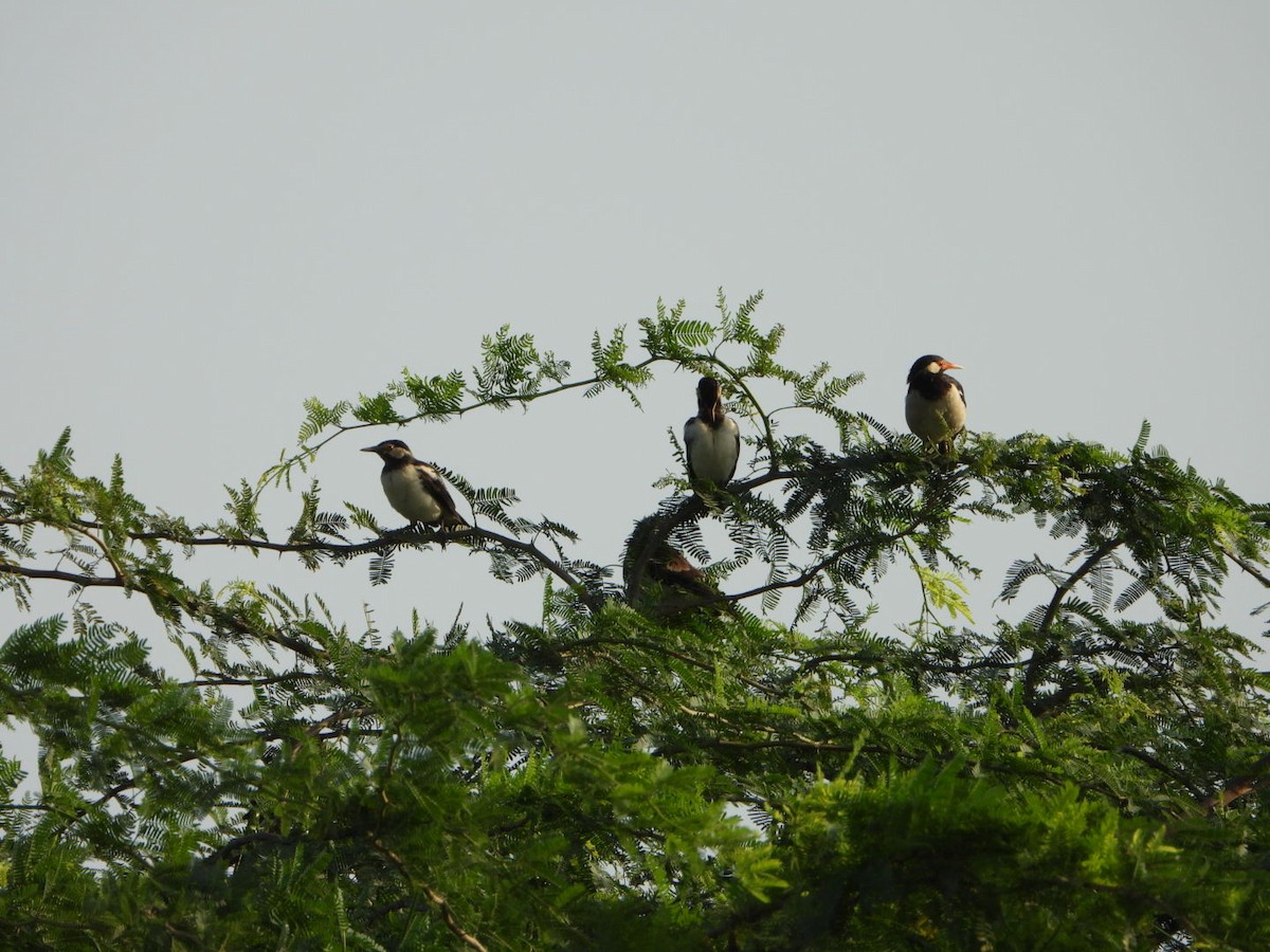 Indian Pied Starling - ML641684224