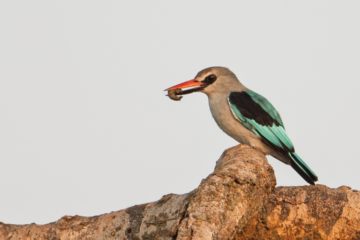 Woodland Kingfisher - ML641684229