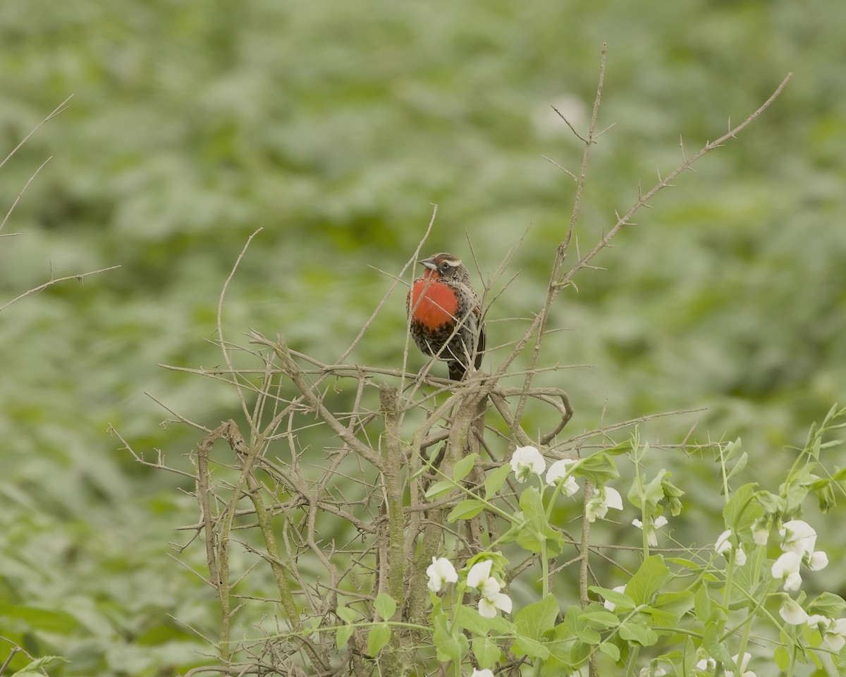 Peruvian Meadowlark - ML641684272