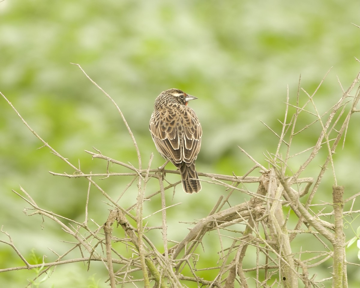 Peruvian Meadowlark - ML641684273