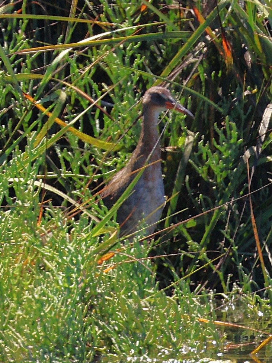 Ridgway's Rail - ML641684282