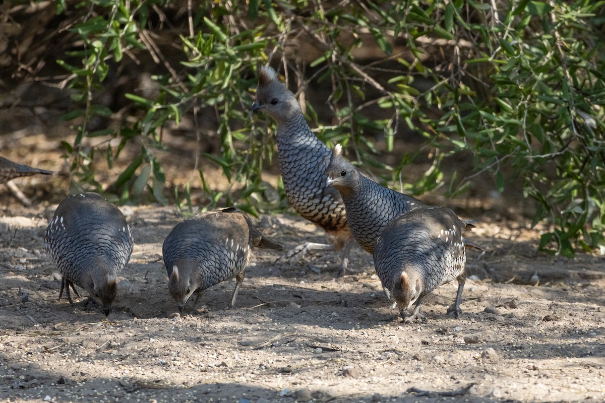 Scaled Quail - ML641684292