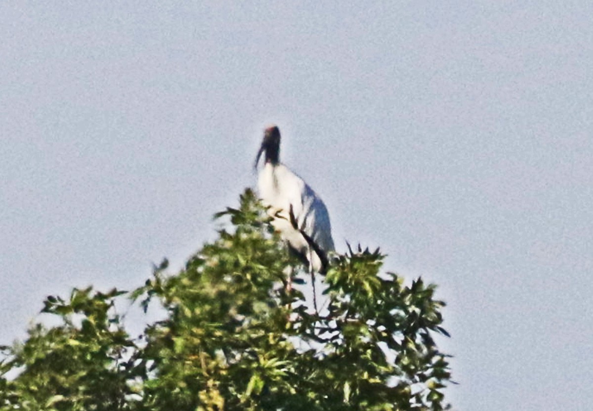 Wood Stork - ML641684293