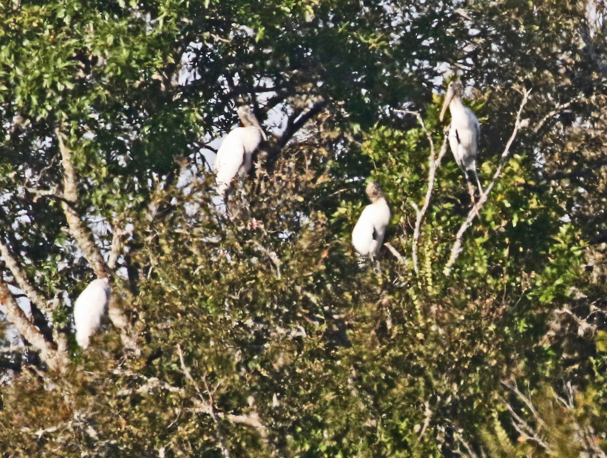Wood Stork - ML641684300