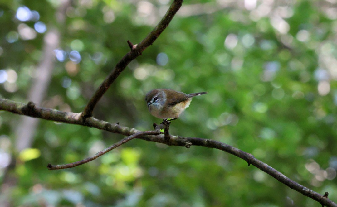 Brown Gerygone - ML641684301